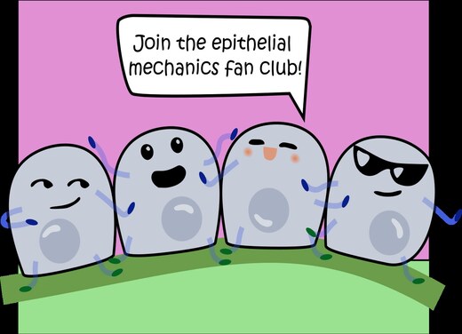 &lsquo;Join the epithelial mechanics fan club!&rsquo; cartoon