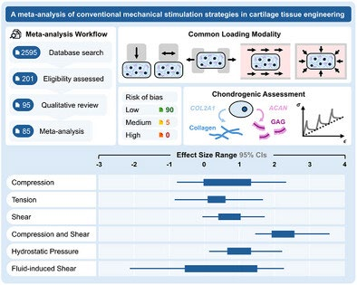 Meta-analysis workflow and effect sizes across mechanical loading modalities