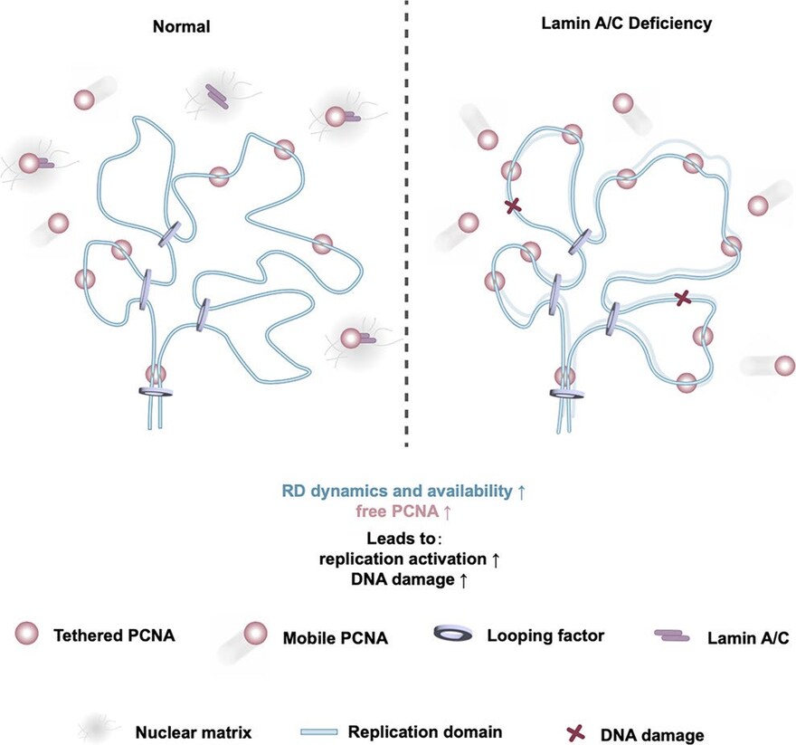 Chromatin dynamics in normal versus lamin A/C-deficient nuclei