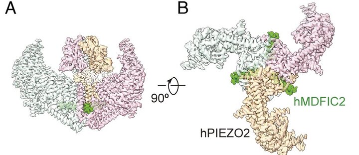Cryo-EM map of the human PIEZO2:MDFIC2 complex