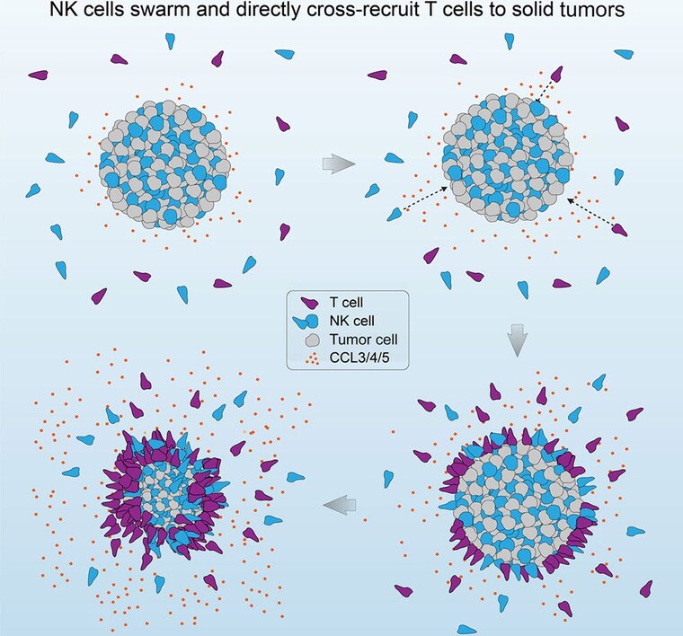 Schematic of NK cells swarming and cross-recruiting T cells to solid tumours