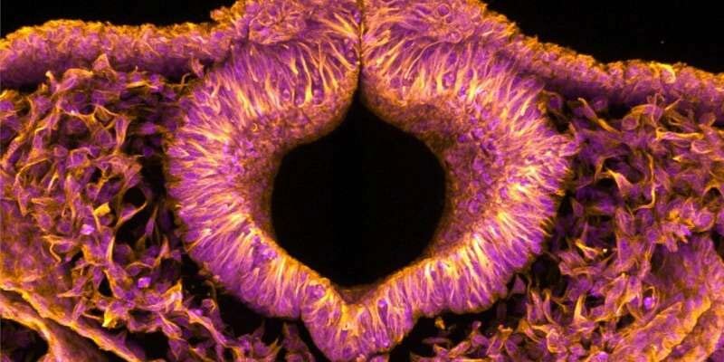 Cross-section of a fully formed quail neural tube